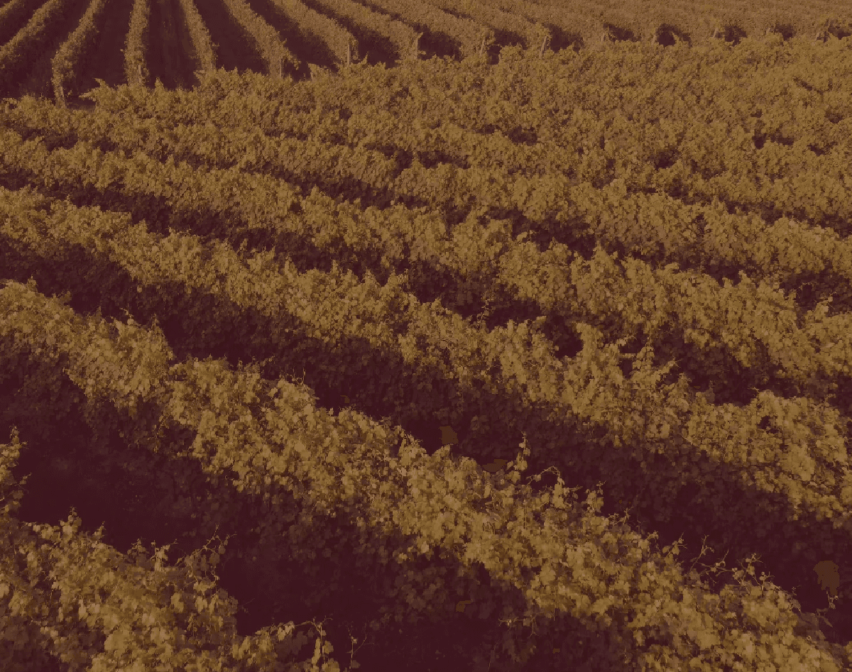 Vignoble
