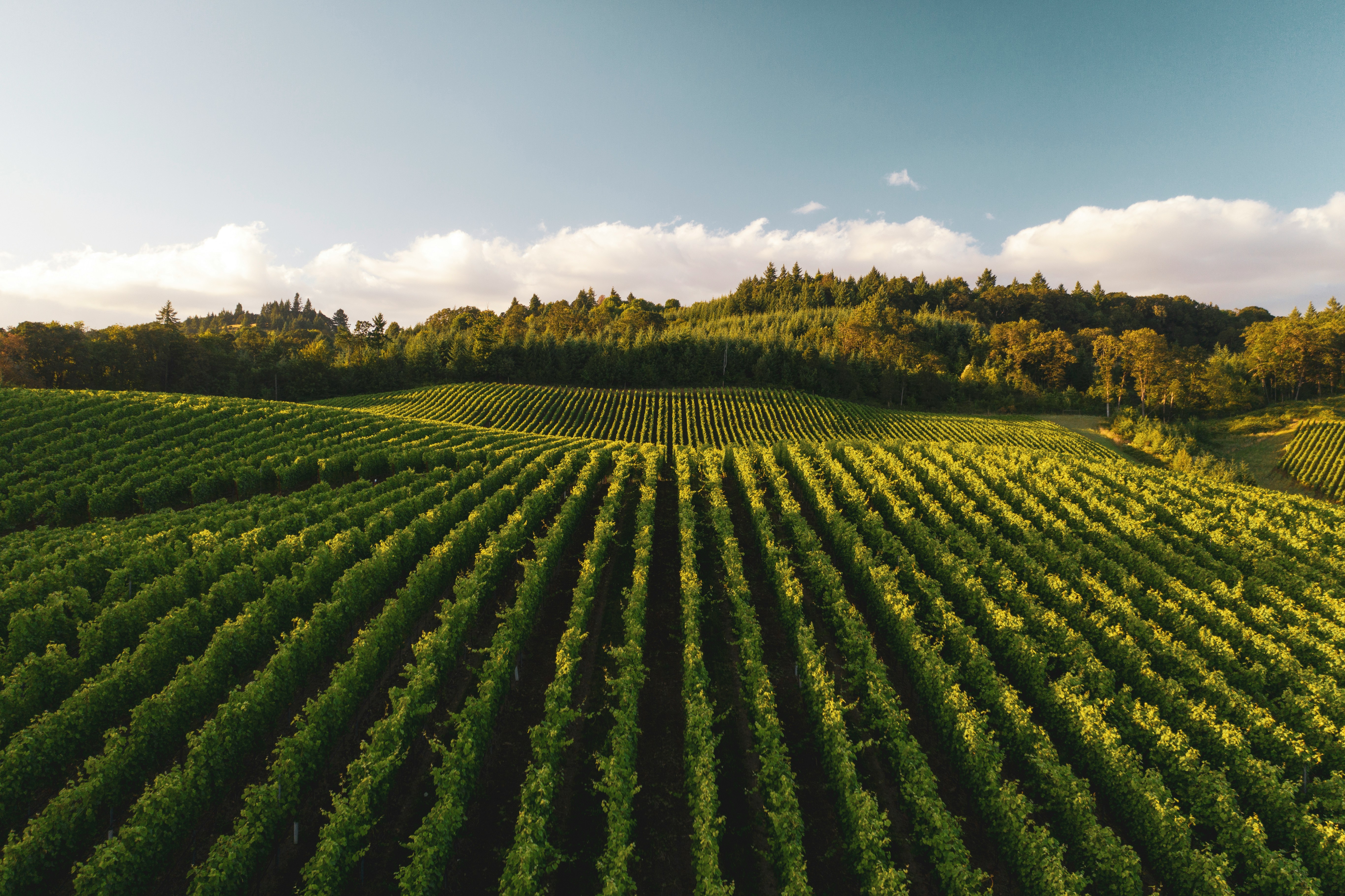 Vignoble